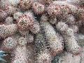 Mammillaria Cactus / Mammillaria sphacelata ssp. viperina 